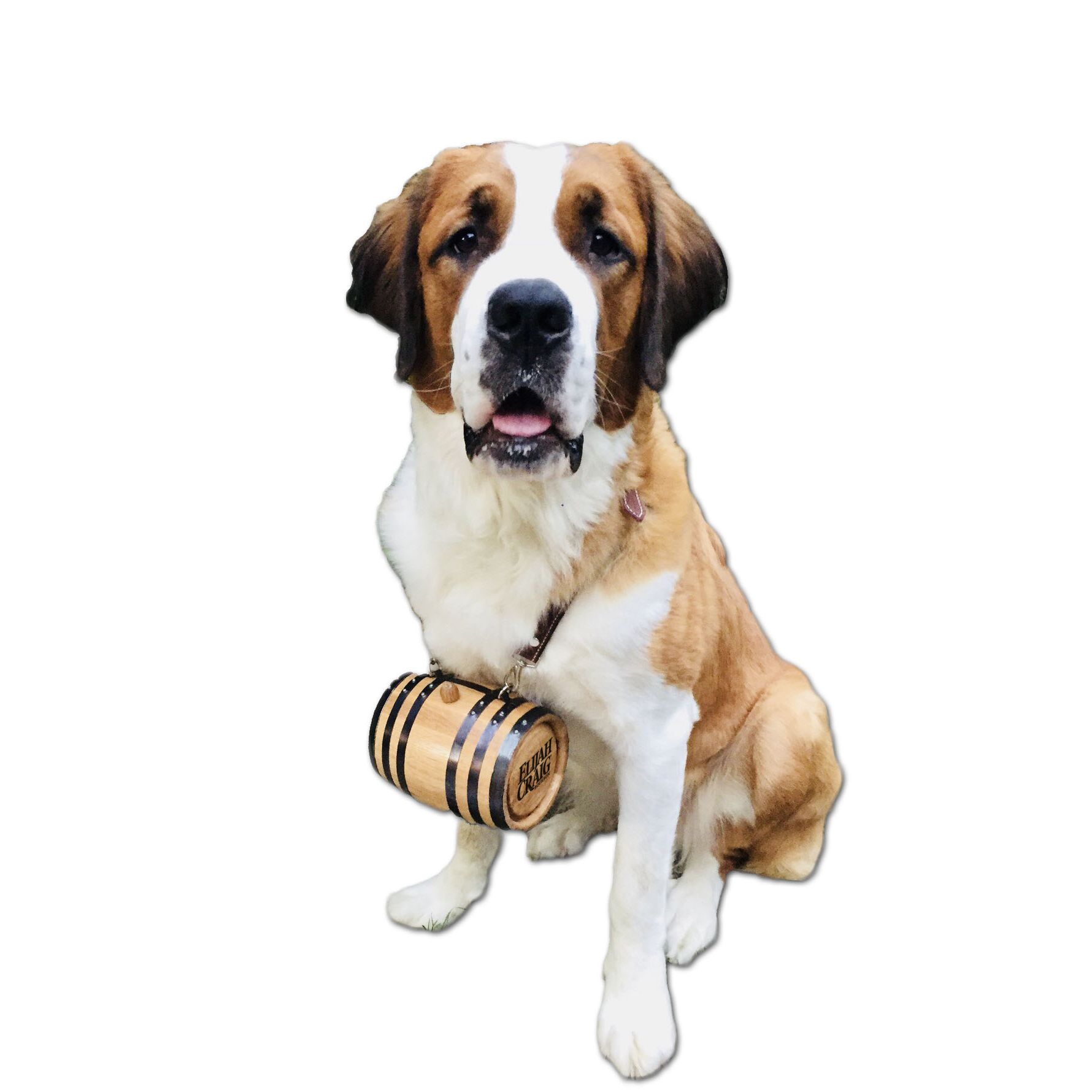 Saint Bernard Barrel w Leather Collar