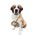 Saint Bernard Barrel w/Leather Collar
